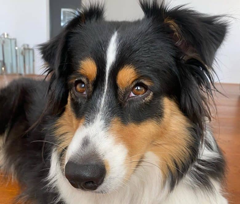 Tri-color Australian Shepherd dog