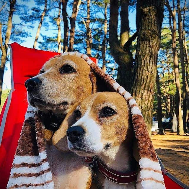 Two adorable Beagles under a blanket