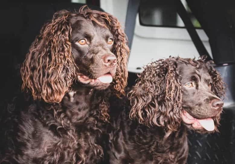 Two American Water Spaniel dogs
