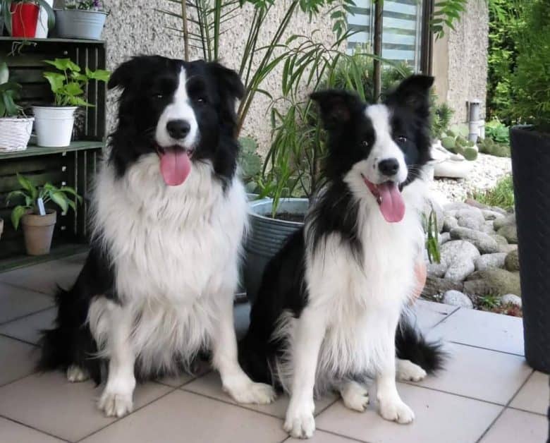 Two Border Collies sitting together
