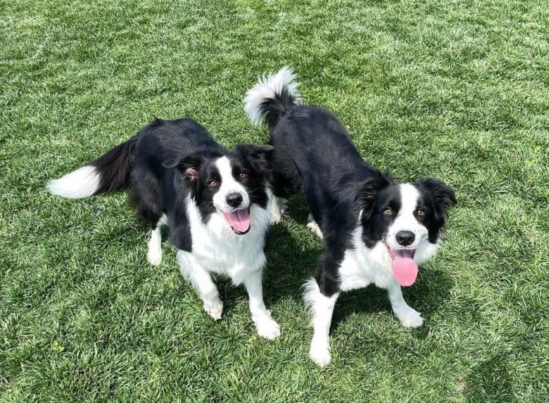 Two Border Collies enjoying the sunny day