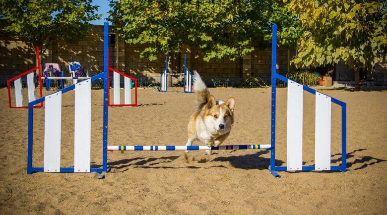 Pembroke Welsh Corgi dog undergo agility trial