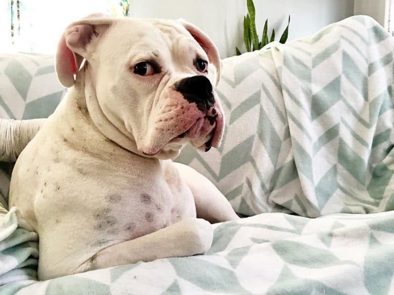 White Boxer dog relaxing on the couch