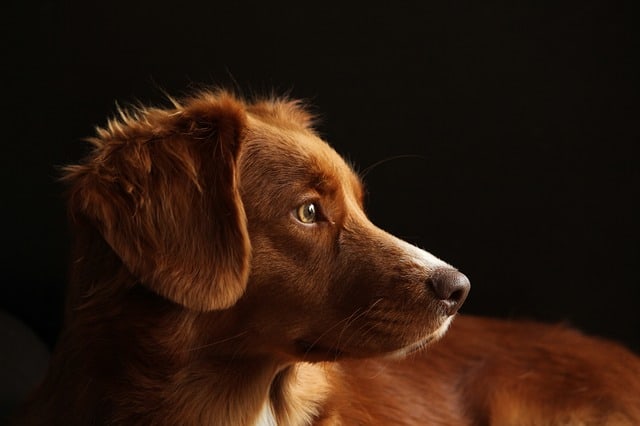 nova scotia duck tolling retriever in not