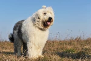 old english sheepdog shedding