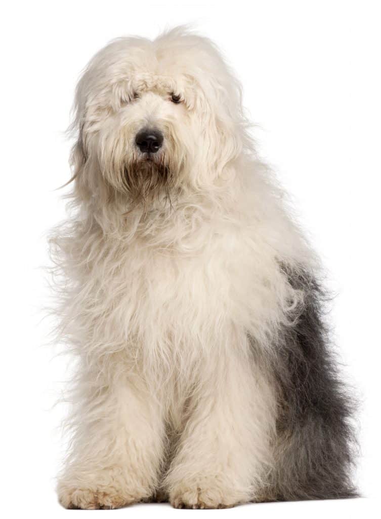 old english sheepdog shedding