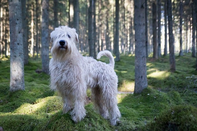 dogs that look like wheaten terriers