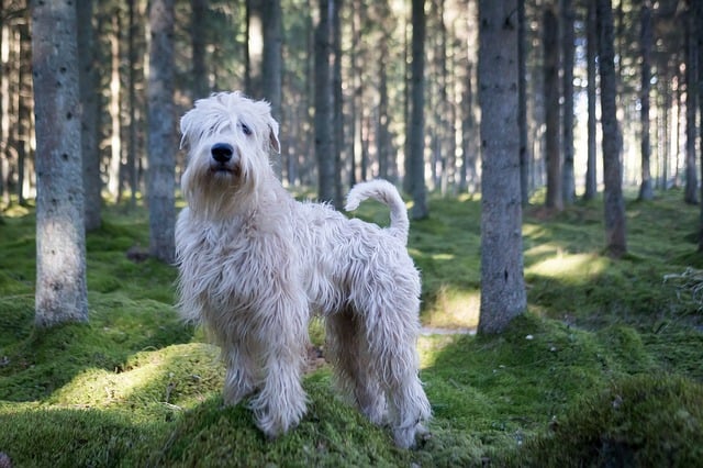 small white poodle like dog with a silky loosely curling coat