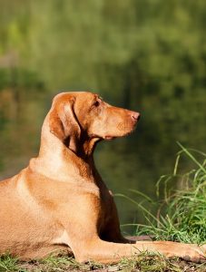 Vizsla Dog Breed Information & FAQs - K9 Web