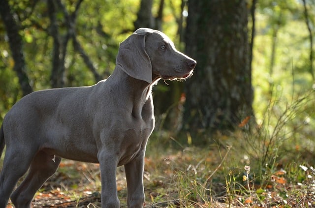 Everything You Need To Know About The Weimaraner Dog Breed K9 Web