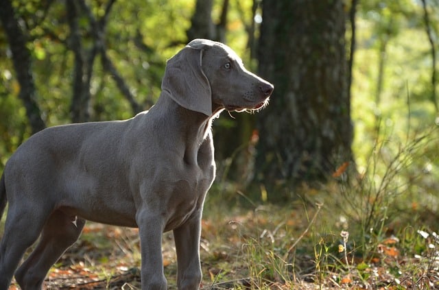 weimaraner exercise