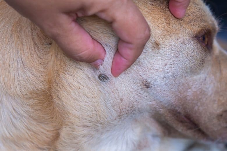 A dog having a tick hiding in his fur