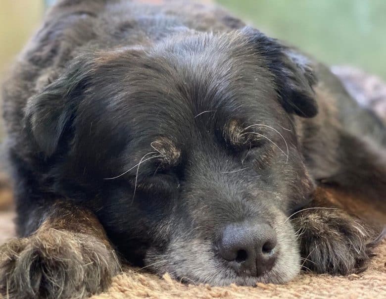 A dog sleeping tight from having a tick medication