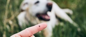 Close-up view of a tick on human finger from the lying dog