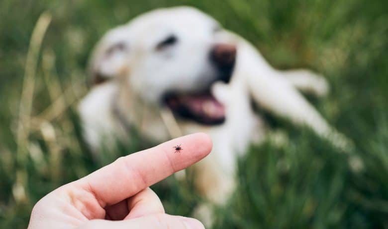 Close-up view of a tick on human finger from the lying dog