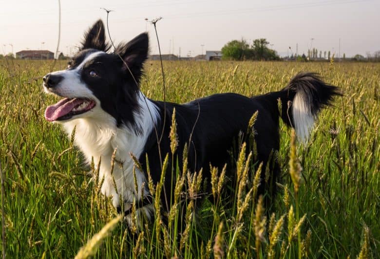 Active Border Collie running on the grass