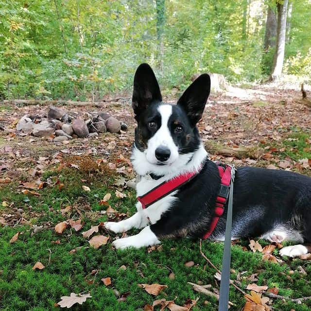 Active Cardigan Welsh Corgi ready for forest adventure