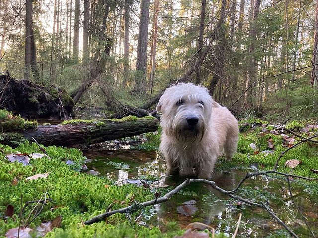 Active Glen of Imaal Terrier walking in a swamp