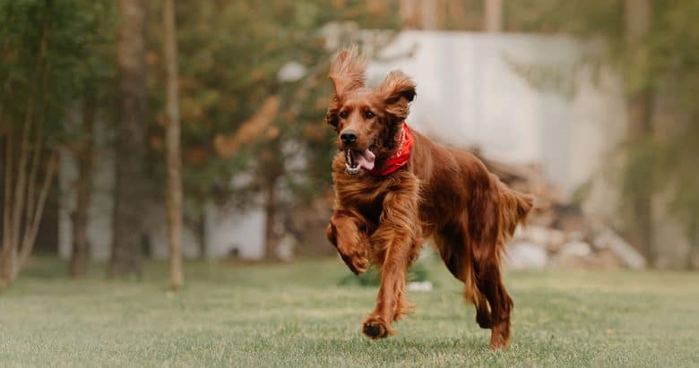 Active Irish Setter dog running on the field