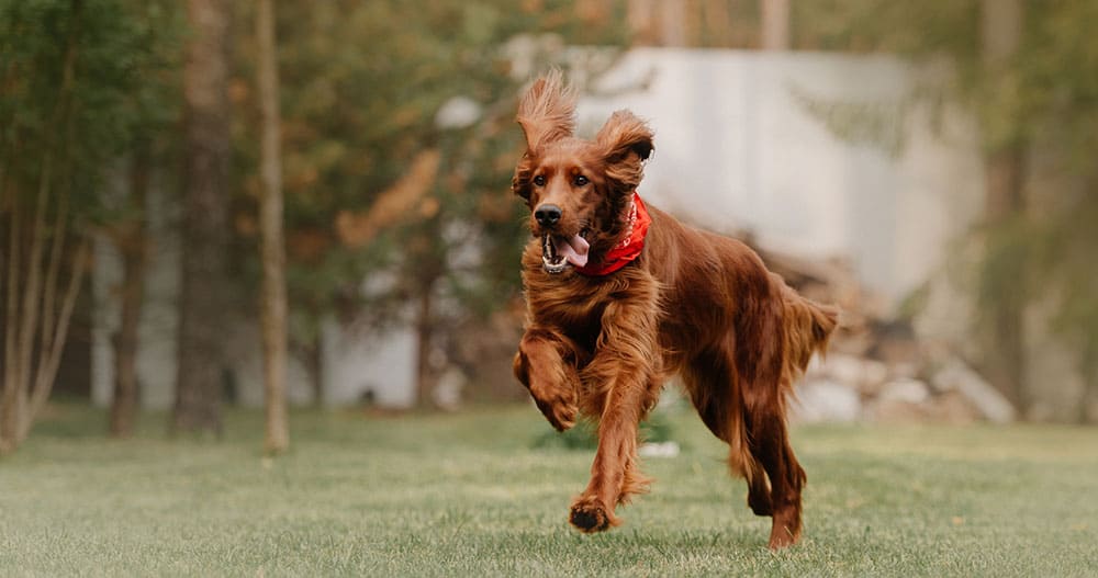 Irish Setter Introducing the HighEnergy Gun Dog with Charm K9 