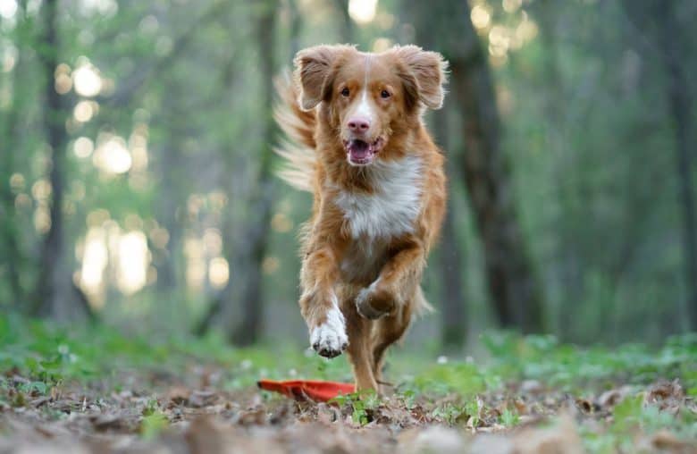 Active Nova Scotia Duck Tolling Retriever running in a forest
