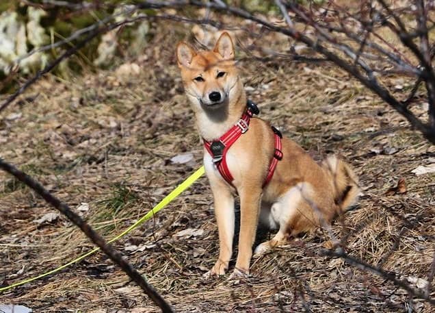 Active Shiba Inu dog ready for adventure