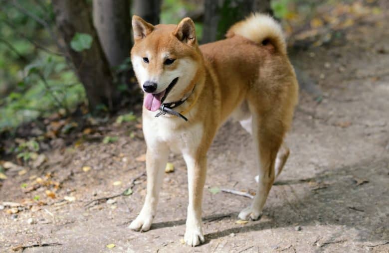 Active Shiba Inu dog walking in the park