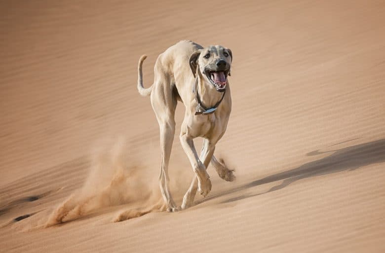 Active Sloughi dog running in desert