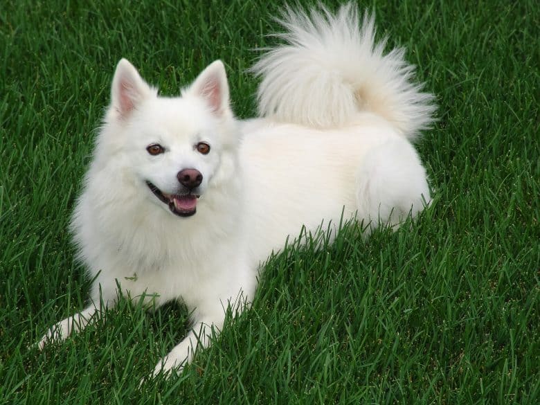 Adorable American Eskimo