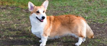 Adorable Cardigan Welsh Corgi walking in the park