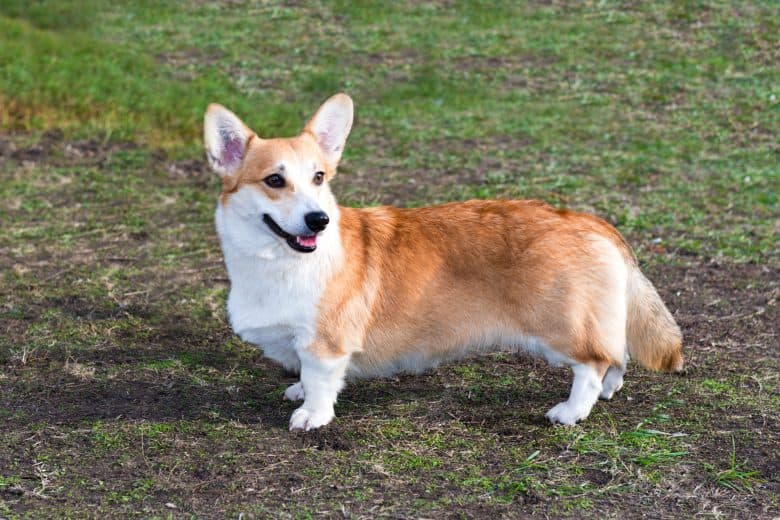 Is the adorable Pembroke Welsh Corgi the right dog for me? - K9 Web