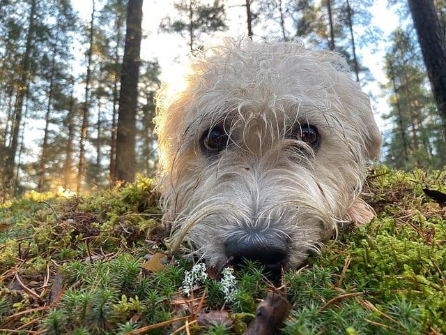 Adorable Glen of Imaal Terrier posing in the forest