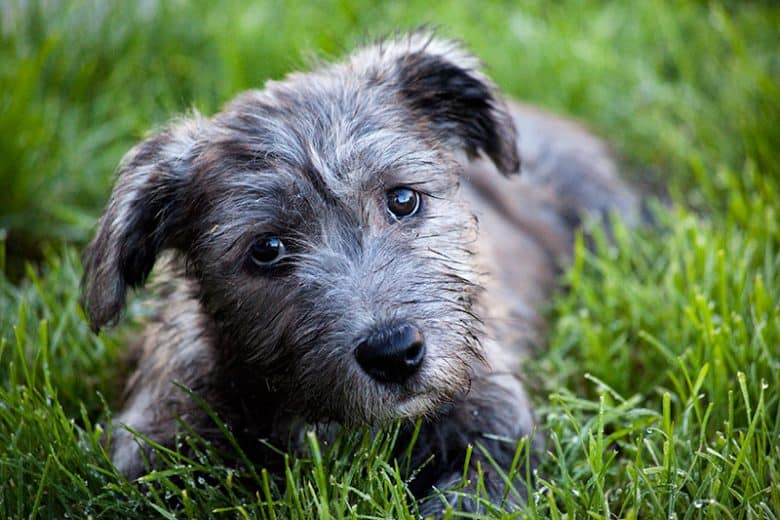 Adorable Glen of Imaal Terrier puppy