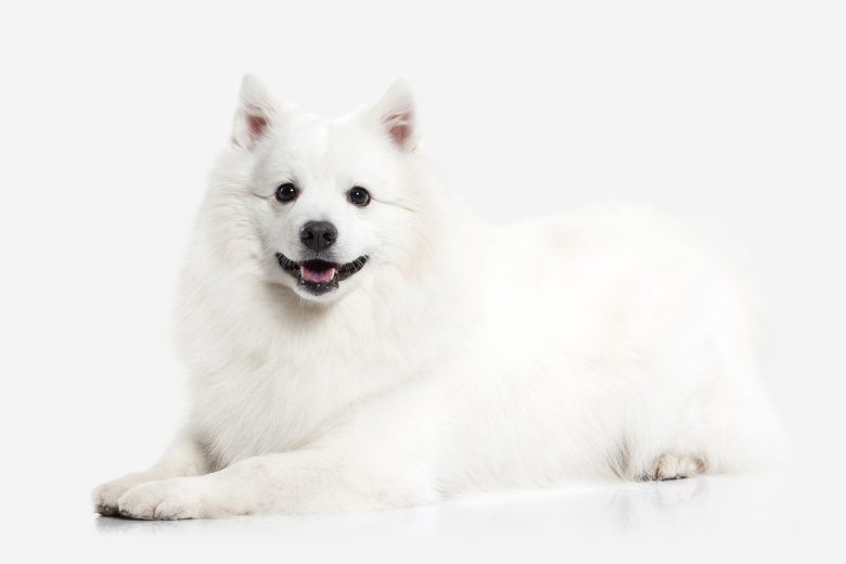 Adorable Japanese Spitz