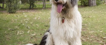 Adorable Old English Sheepdog sitting on the lawn