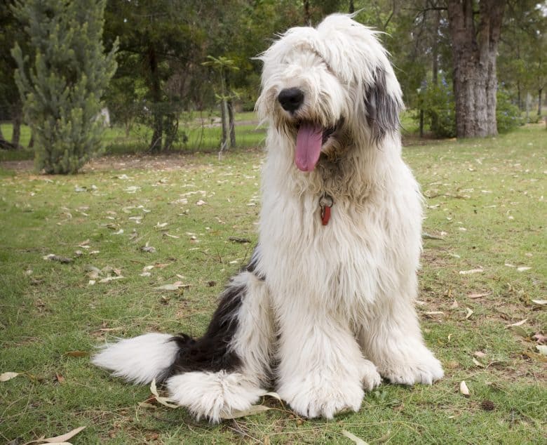 Adorable Old English Sheepdog sitting on the lawn