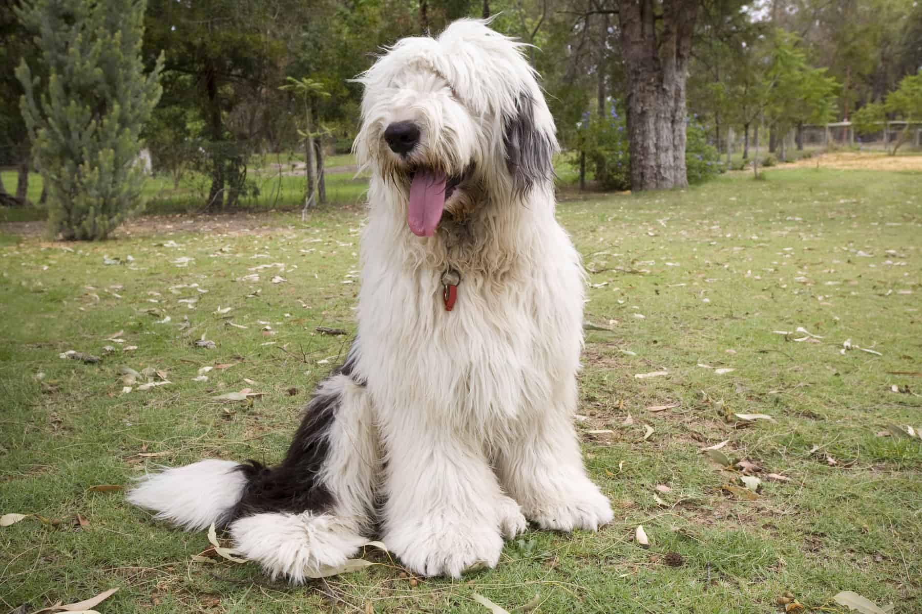 are old english sheepdogs easy to keep weight on