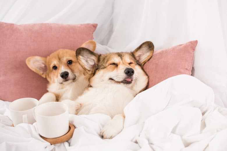 Two adorable Pembroke Welsh Corgis relaxing in the bed