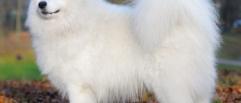 Adorable Samoyed dog posing outdoor