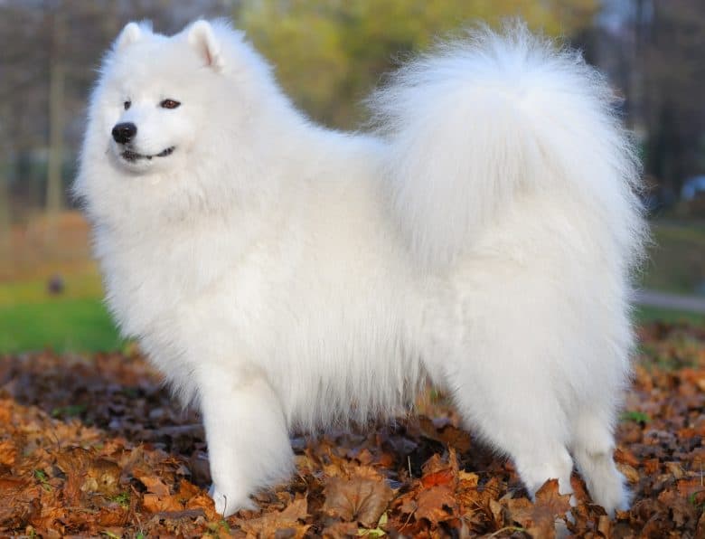 Adorable Samoyed dog posing outdoor