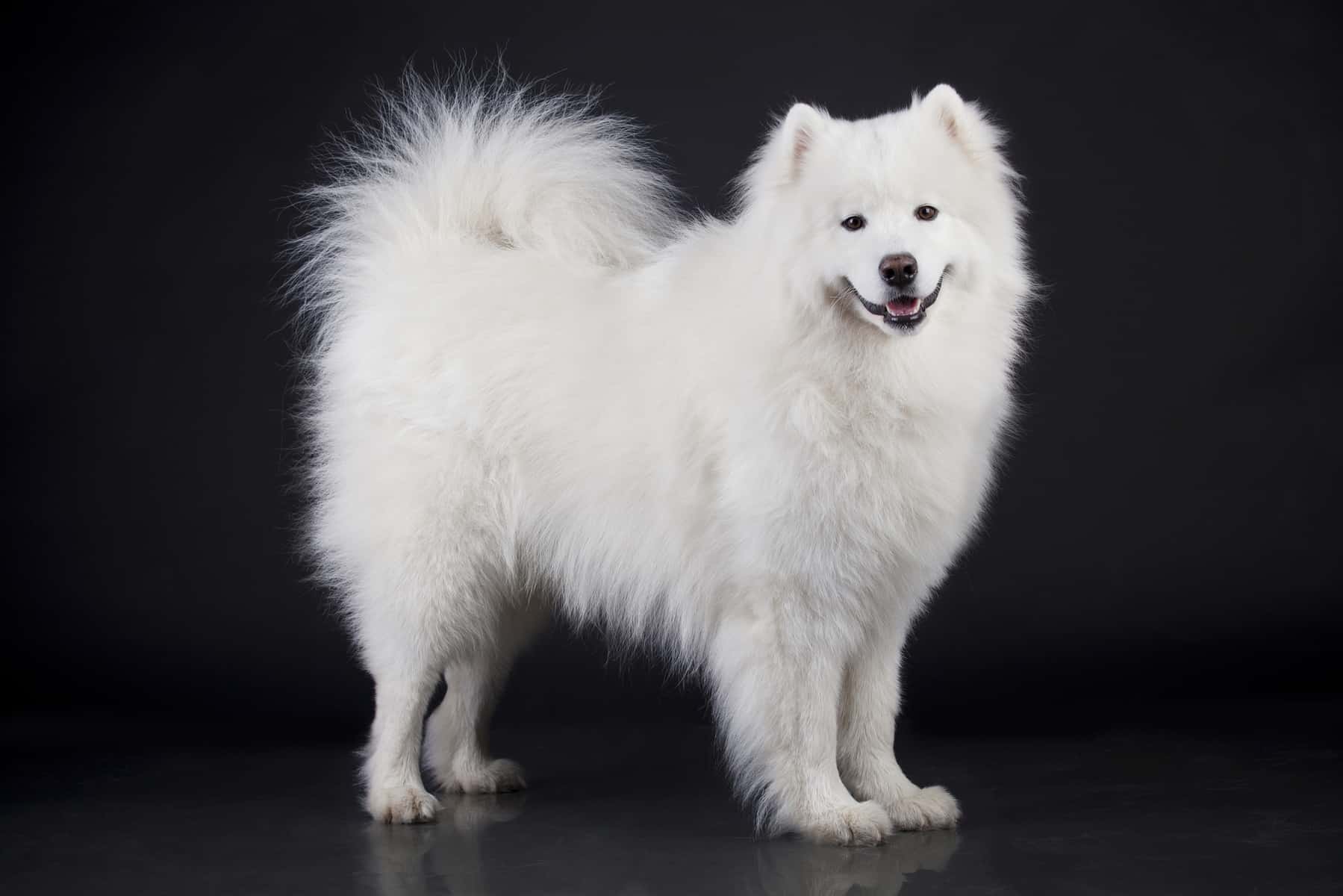 Samoyed Dog Breed: A Guide to These Friendly Companions - K9 Web