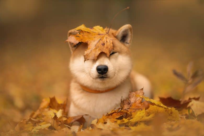 Adorable Shiba Inu dog in an autumn park