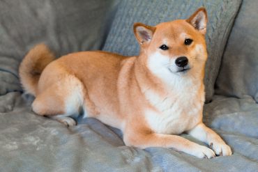 Adorable Shiba Inu dog lying on the sofa