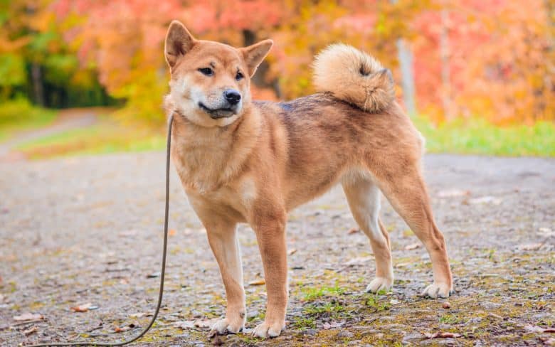 Adorable Shiba Inu dog posing outdoor