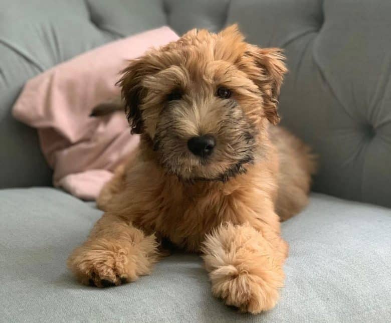 Adorable chiot Terrier à poil doux