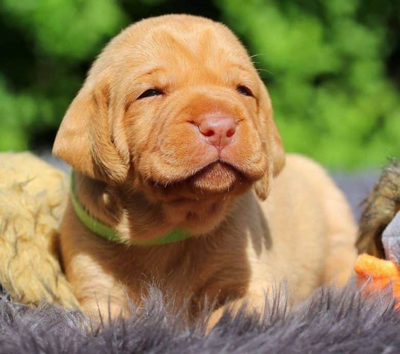 Adorable Vizsla dog puppy