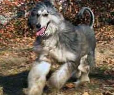 Afghan Hound & Briard mix dog