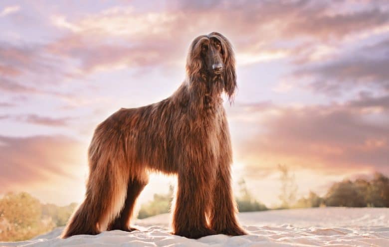 Afghan Hound standing on sand at sunset