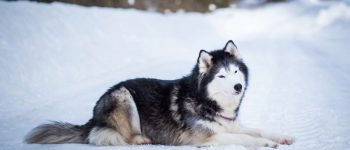 Meet the Alaskan Malamute