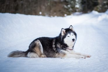 Meet the Alaskan Malamute
